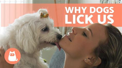 lick pussy|pussy